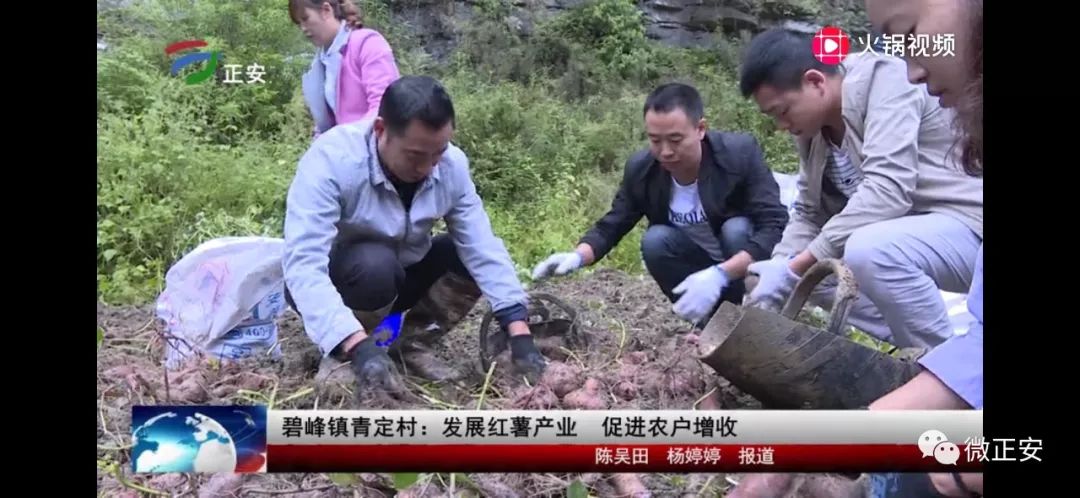 碧峰镇青定村红薯成为村民们的香饽饽