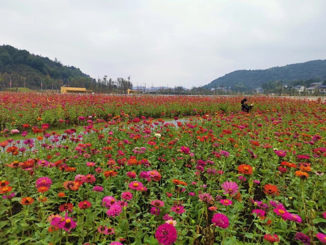 【乡村振兴】快来麻山看花海啦!