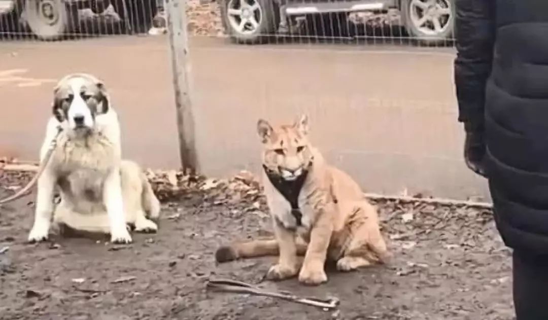 狗狗训练班来了一头狮子,同班同学都吓傻了!