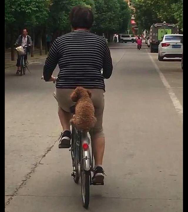 大媽在騎著腳踏車，狗狗坐在後座上一動不動，傳說中的穩如狗？ 寵物 第3張