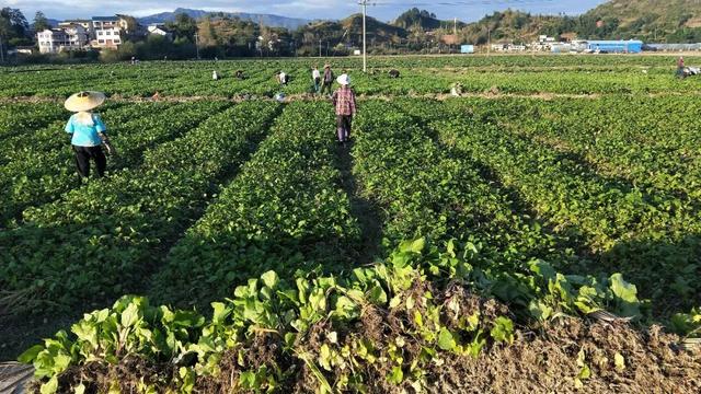 昔日"大粮仓"将变"大菜园"旧州坝区农业产业作出重大调整_种植