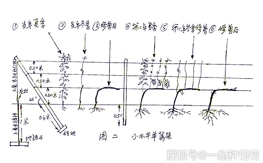 葡萄苗建园技术—葡萄苗越粗 越大越好吗?