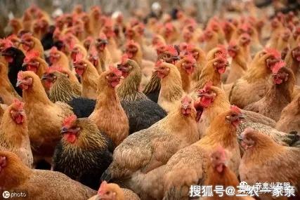 亚新体育养鸡秘诀：养1千只鸡到底需要多少成本？(图1)