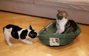 窝窝是啥意思啊 f1467ce085144ee1a612fd815fa60d39.gif