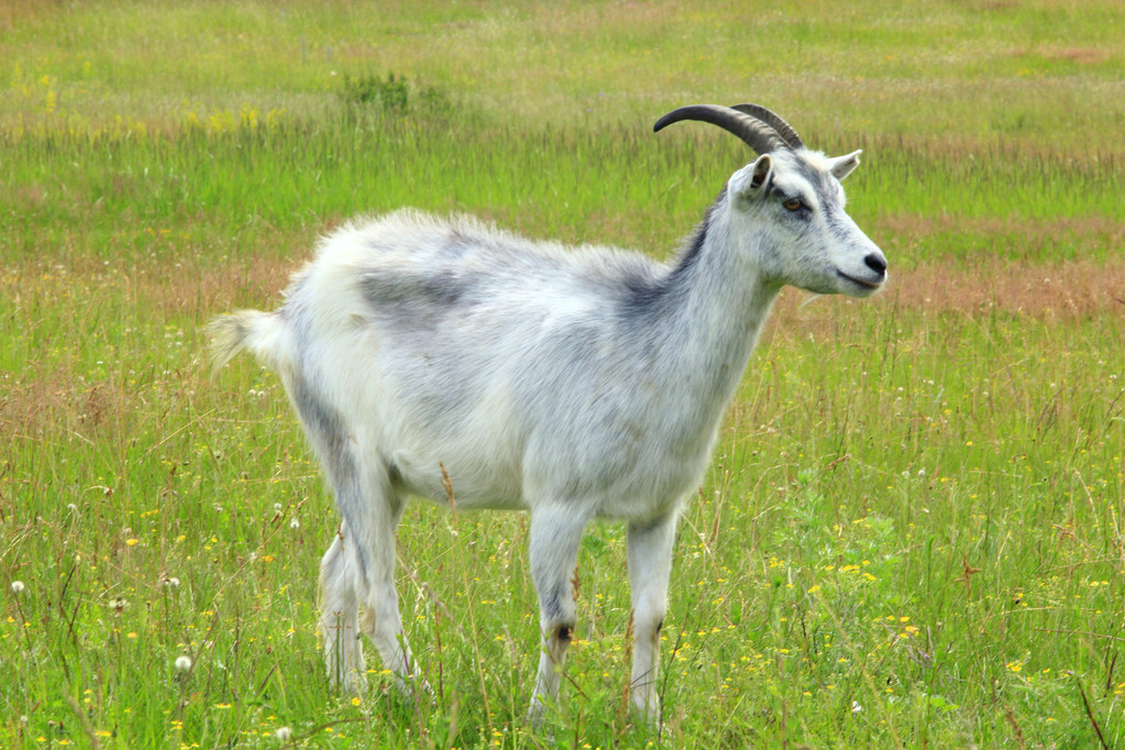 2021年生肖属羊人刑冲太岁运程吉凶分析