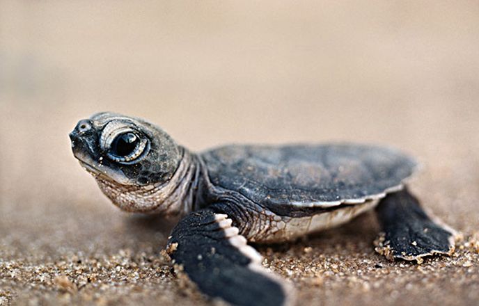 孕妇梦见捉乌龟，解读梦境与胎儿性别之谜