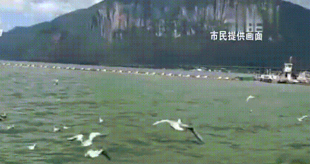 红嘴鸥先头部队到达昆明,观鸥季就要到了_海鸥