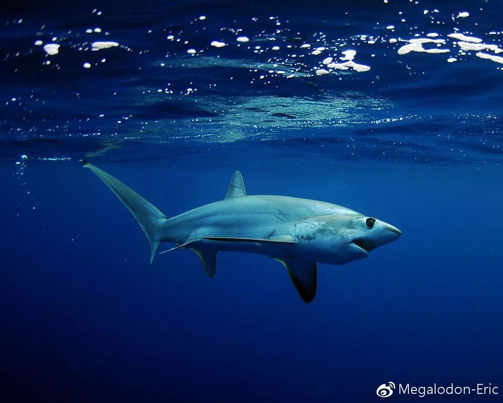 浅海长尾鲨alopias pelagicus,vu,《cites Ⅱ》物种,其种群数量现正在