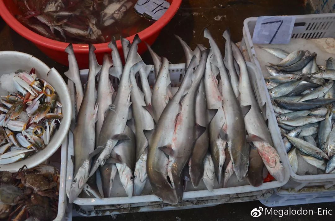厦门八市出售的大吻斜齿鲨,该物种属于非保育种,在东南沿海地区是