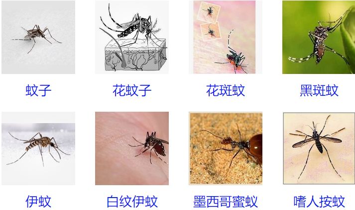 常言道"知己知彼,百战不殆",我们先来了解一下常见蚊子的种类