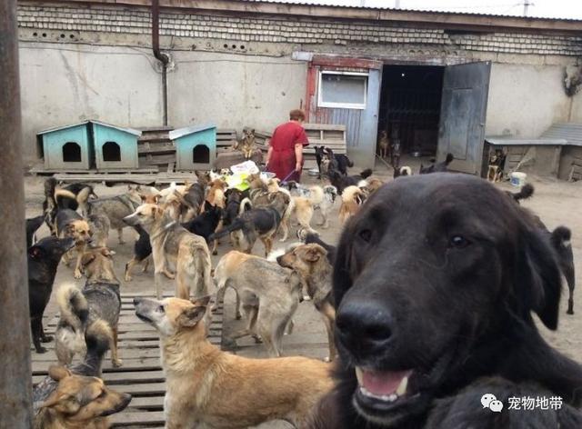 為紀念愛犬 9歲小畫家幫毛孩畫美麗肖像 換取物資送收容所 寵物 第6張