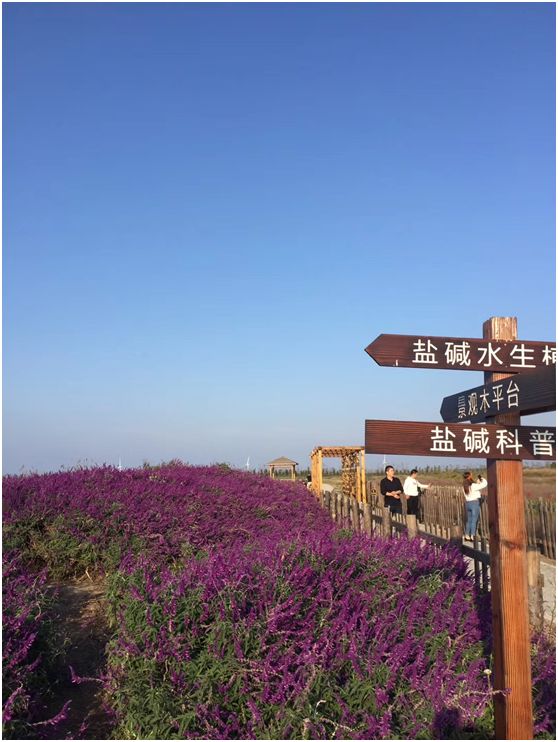 新慈湖花海怎么样?