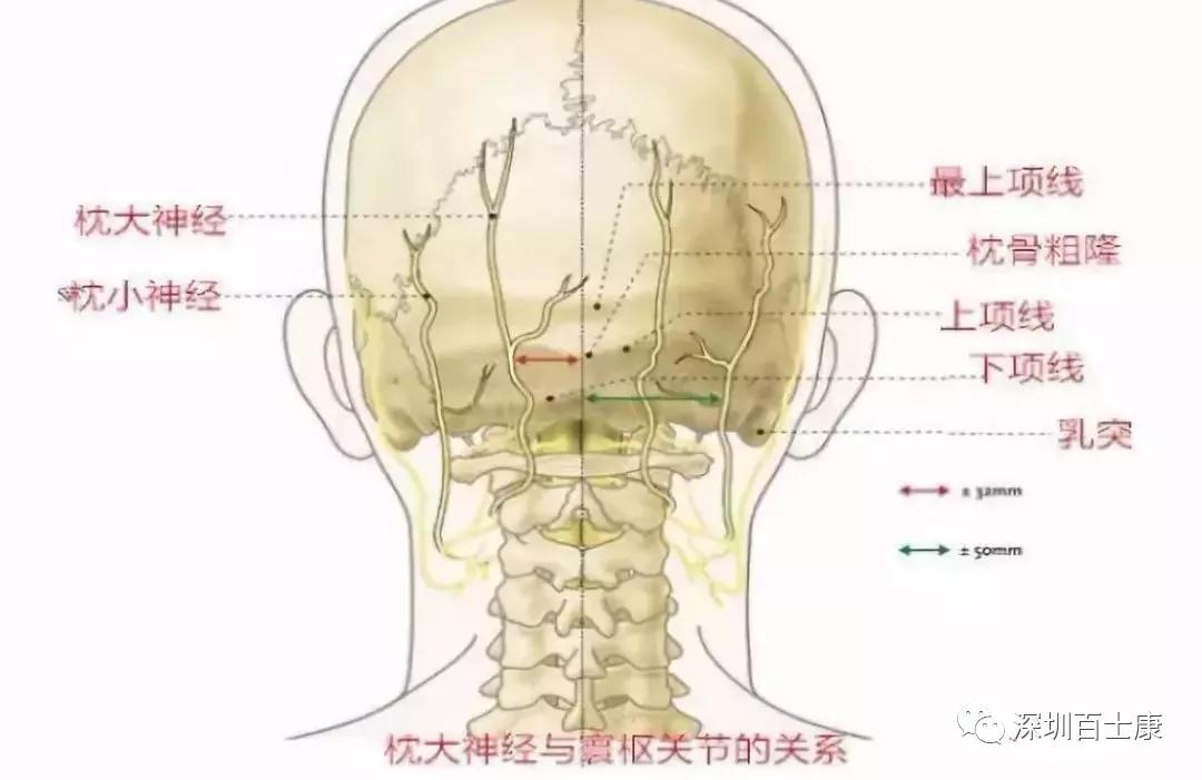 颈部肌筋膜疼痛的相关解剖分析