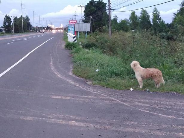 泰國狗狗每天在與主人失散的公路邊苦等四年，終於等到卻沒跟她走 寵物 第1張