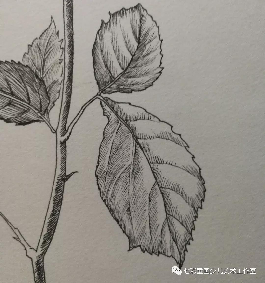 线描绘画教程玫瑰花