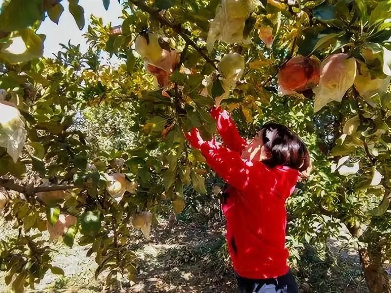 你想在果林中体验采摘的乐趣吗 您想畅游万亩花海吗?