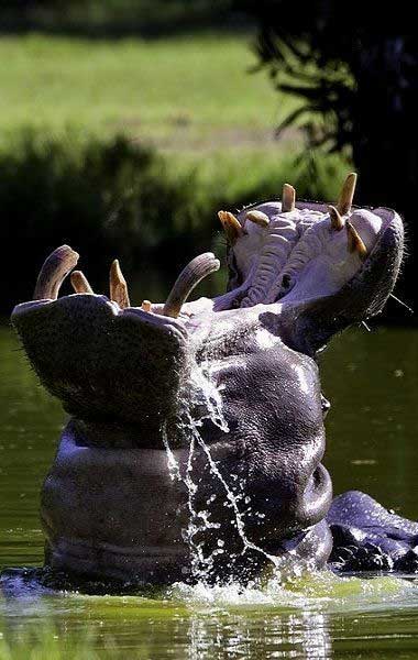 嘶鸣的动物 49b946ef27104631b3e45116083ae441.jpeg