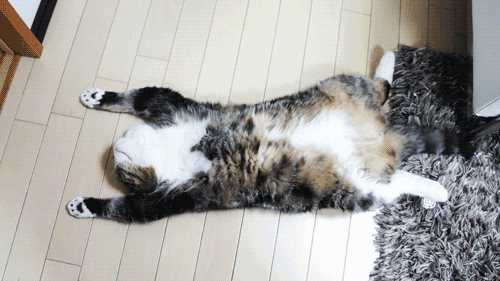 壁纸 动物 狗 狗狗 猫 猫咪 小猫 桌面 500_281 gif 动态图 动图