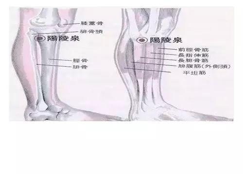 定位:阳陵泉是胆经的穴位,在膝关节外侧腓骨小头前下方凹陷处,主治