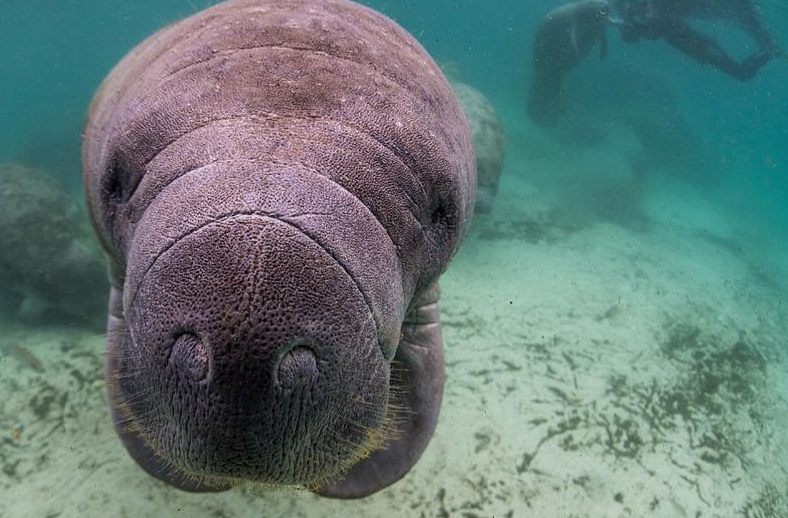 斯特拉大海牛它们主要栖息在亚洲科曼多尔群岛地带，这些大海牛本来是与