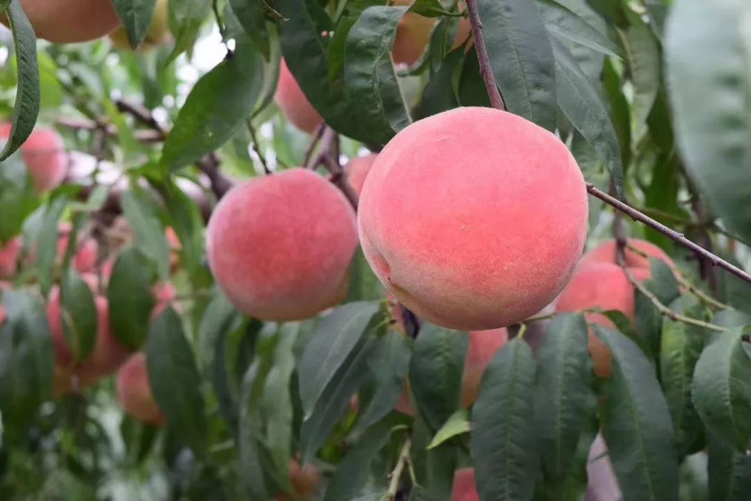 这桃子真的是太太太甜了金秋红蜜脆着吃软着吃都敲甜