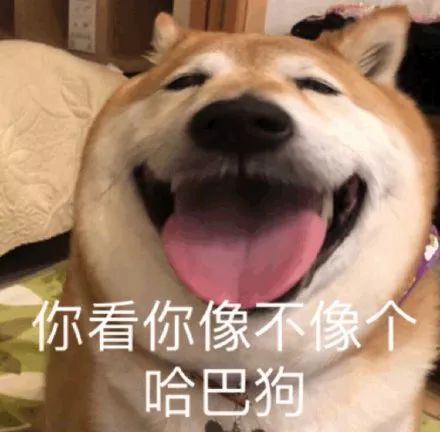 憨厚大嘴狗系列表情包