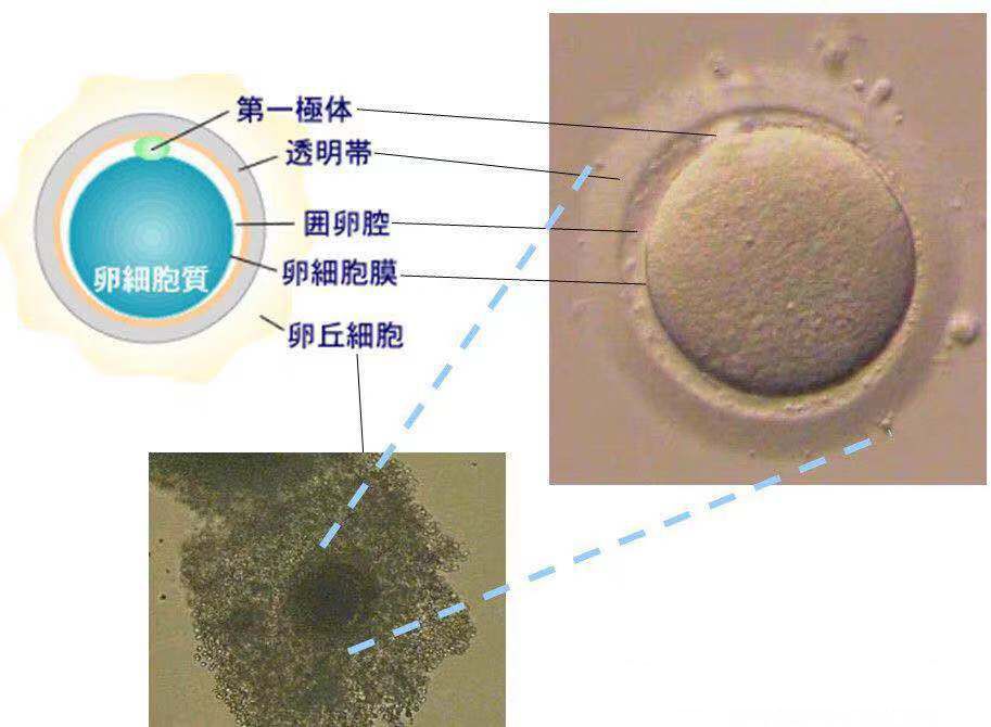 什么抱素成语_成语故事简笔画(2)