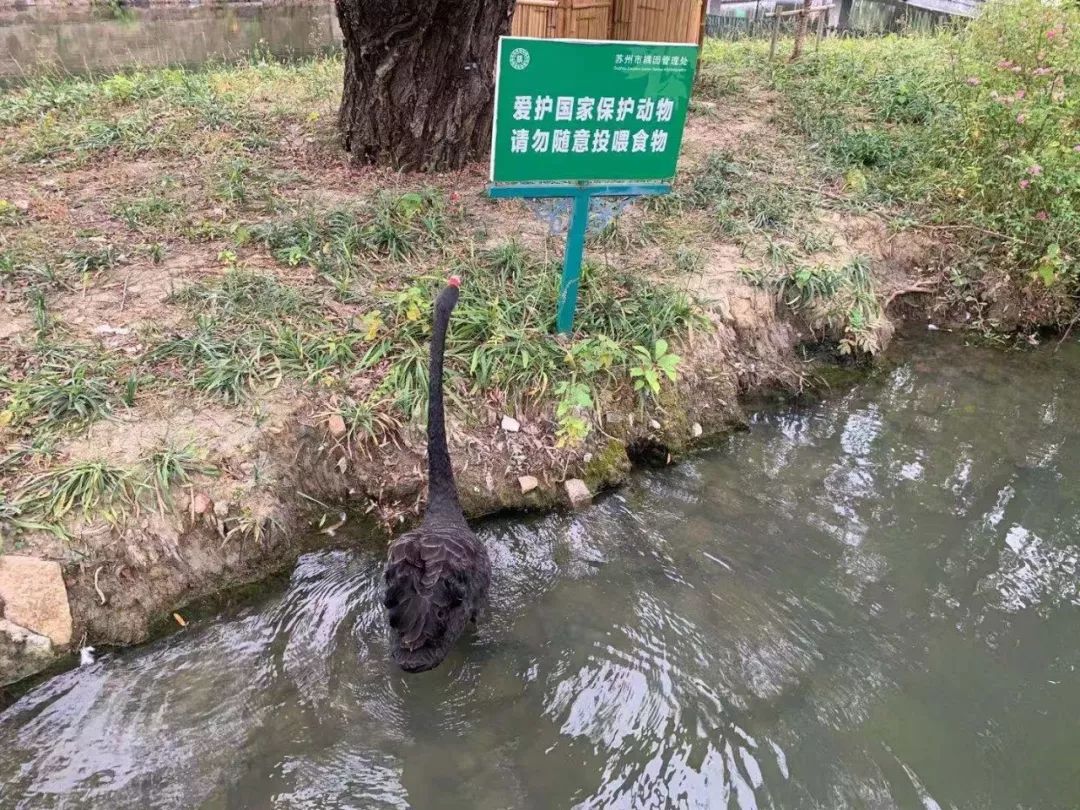 面對「愛」的投喂，東園飼養員替黑天鵝緊急發聲！ 寵物 第1張