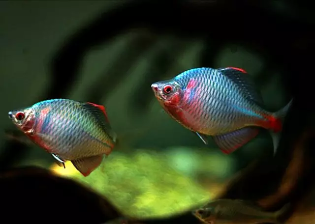 鳑鲏鱼最喜欢吃什么 a4a968dc03c0405ba250806f7ae63bb4.png