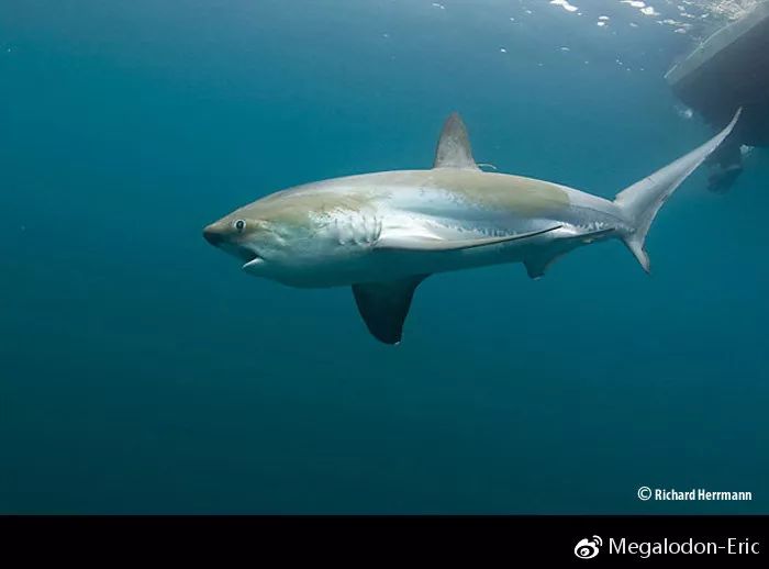 大眼长尾鲨alopias superciliosus,vu,《cites Ⅱ》物种,经常见于远洋