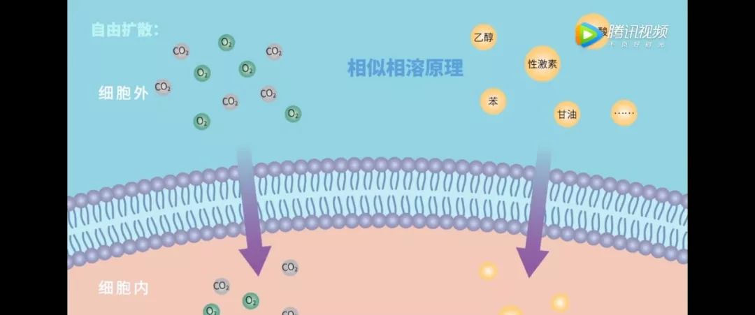 生物大师高中被动运输通道蛋白与诺贝尔奖