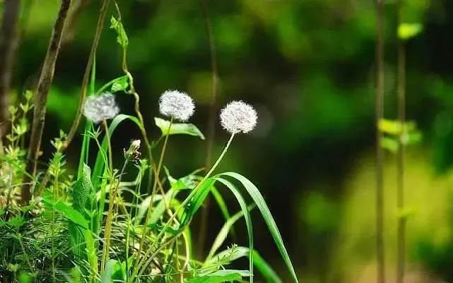 鹿儿韭介绍 af7e060332fb42e1b2bcff196127dea9.jpeg