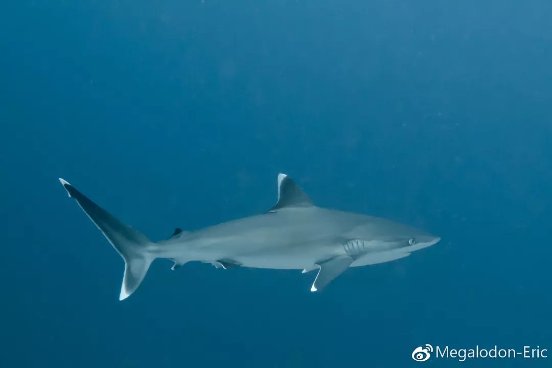 海の绝唱餐桌上的鲨鱼到底该不该吃