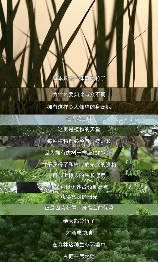 影响世界的中国植物第一季 b65098dfb1e442dfb4896b83701f077d.jpeg