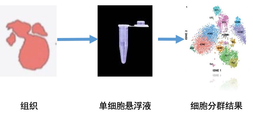 单细胞悬浮液质检总不合格—我太难了!