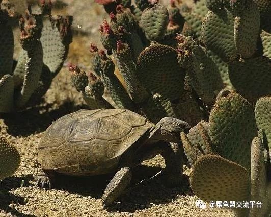 沙漠生存的动物 c77876855dae43d5915fbb4bab518aba.jpeg
