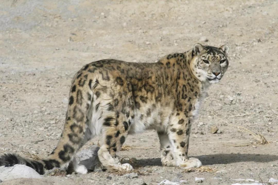 世界雪豹日美丽大猫为什么能成为雪山之王