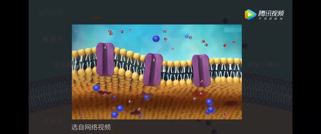 生物大师高中被动运输通道蛋白与诺贝尔奖