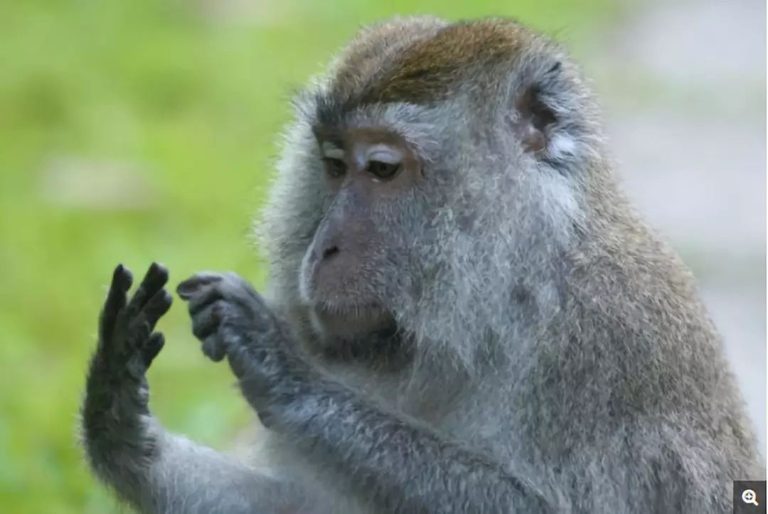 猴子玩解谜游戏时可能比人类玩家更加灵活
