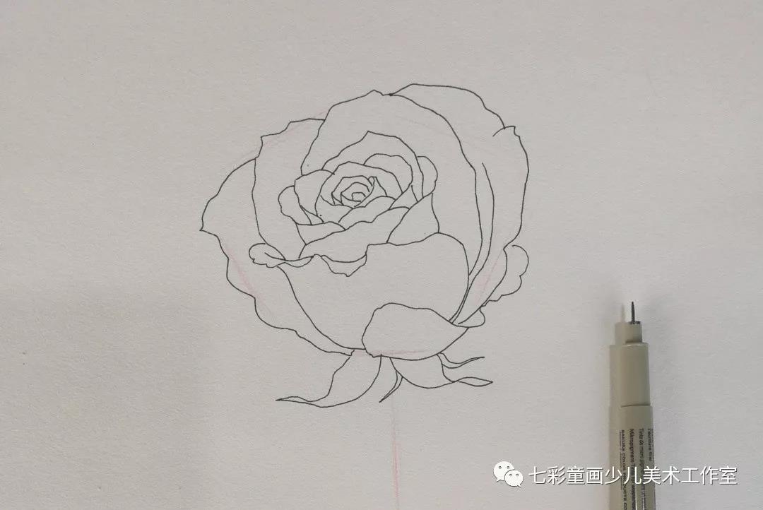 线描绘画教程玫瑰花