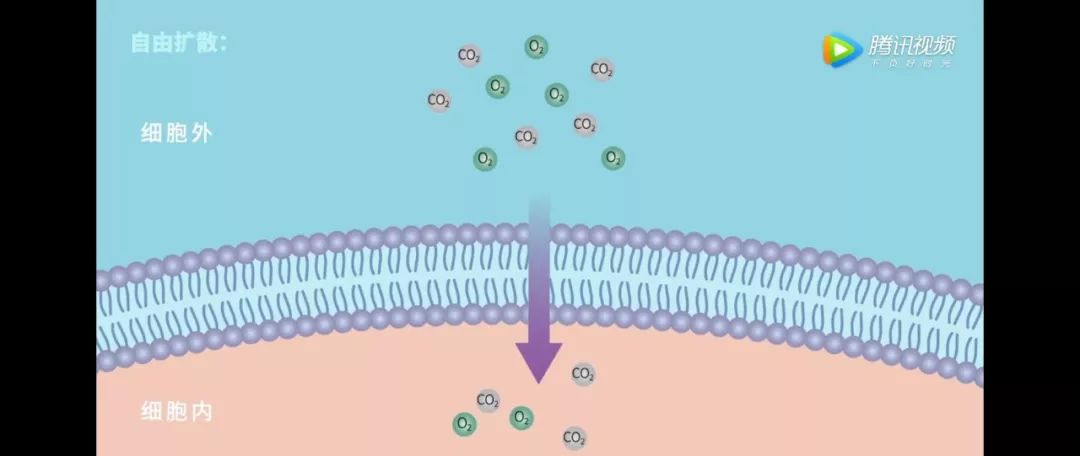 氧和二氧化碳等一些小分子,很容易自由穿过细胞膜的磷脂双分子层.1.