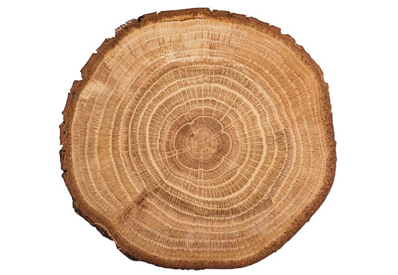 木材三切面示意图,木材三切面,切向切面和径向切面_大山谷图库