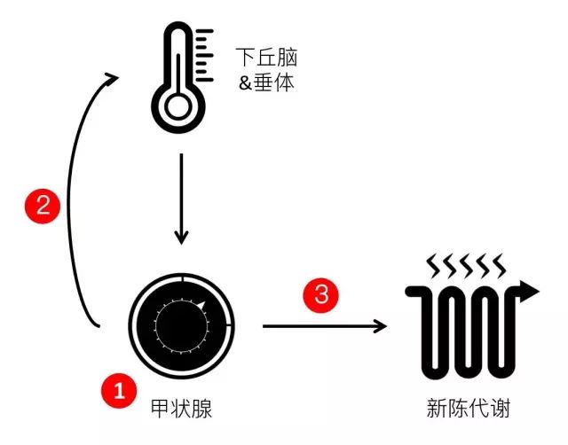 甲减的原理_优甲乐治疗甲减的原理 效果与利弊 你有必要了解