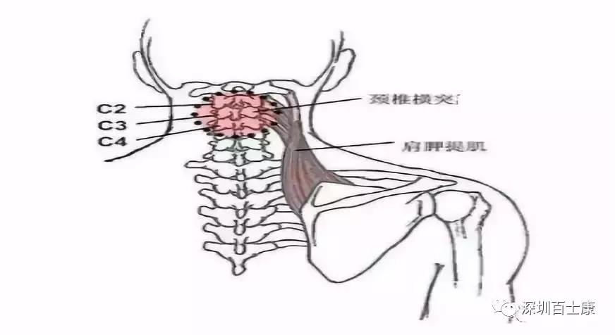 颈部肌筋膜疼痛的相关解剖分析_感觉神经