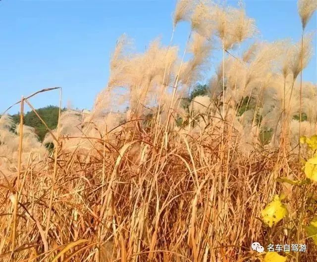 无锡杨市镇有多少人口_无锡人口分布图(2)