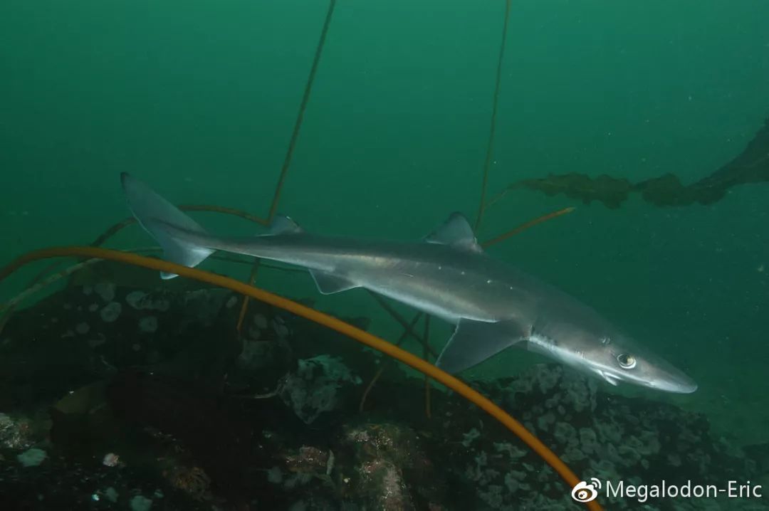 白斑角鲨squalus acanthias,vu,在北大西洋海域被广泛捕捞,其主要消费