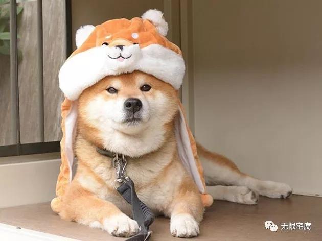 柴犬界表情帝ryuji霸气登场