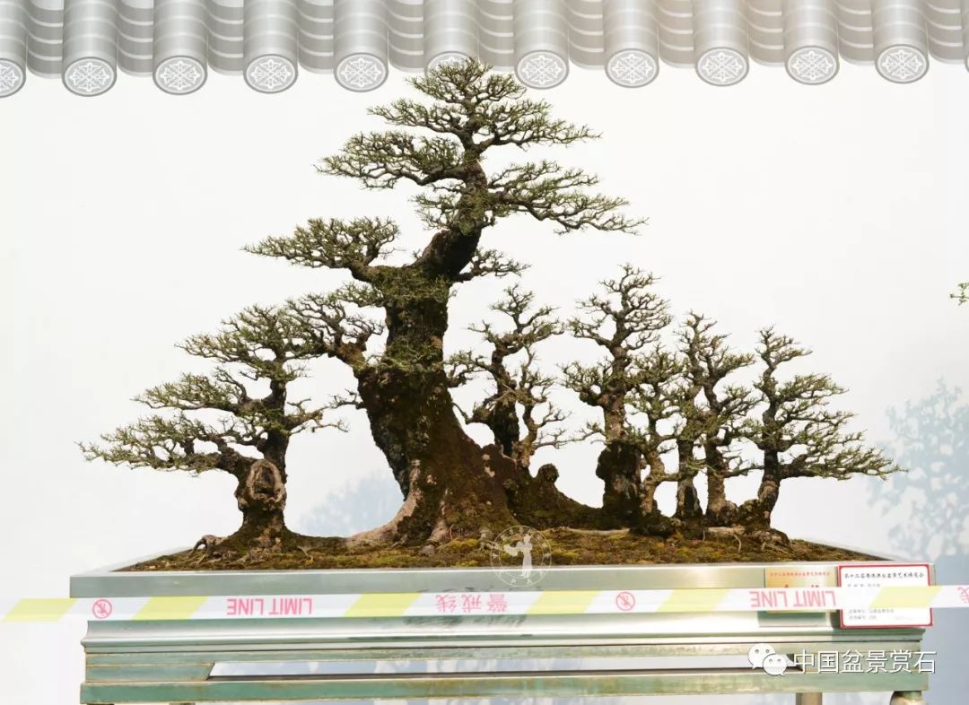 "林海松风" 木麻黄 高133cm 周业濠藏品
