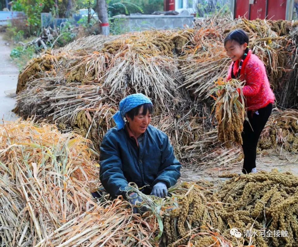 各种秋收场面,满满的老家味道!