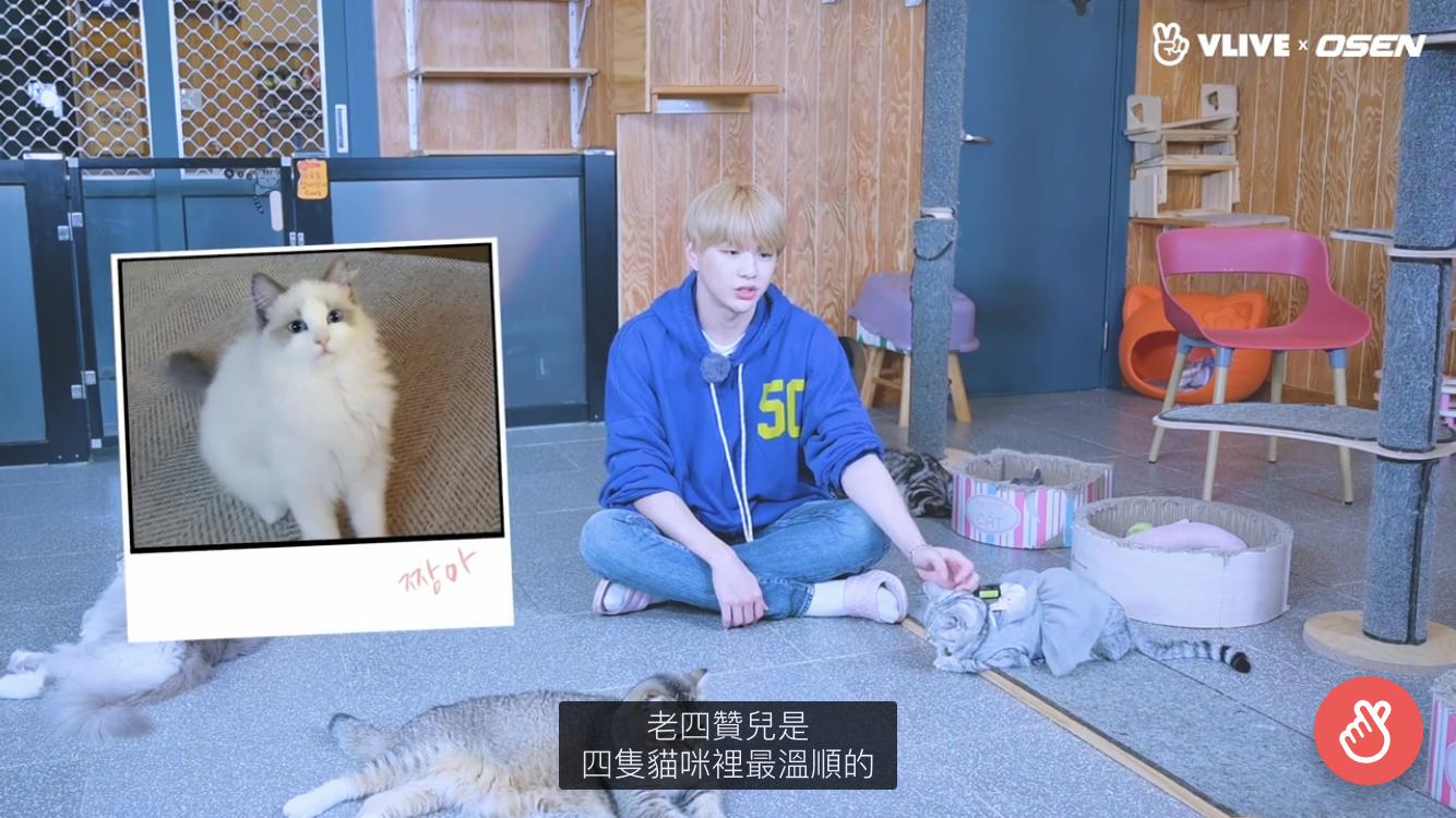 姜丹尼尔被问到养猫最辛苦的地方,表示:我带着鼻炎生活但我觉得这是